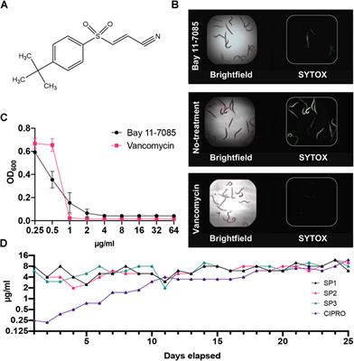 Repurposing Kinase Inhibitor Bay 11-7085 to Combat Staphylococcus aureus and Candida albicans Biofilms